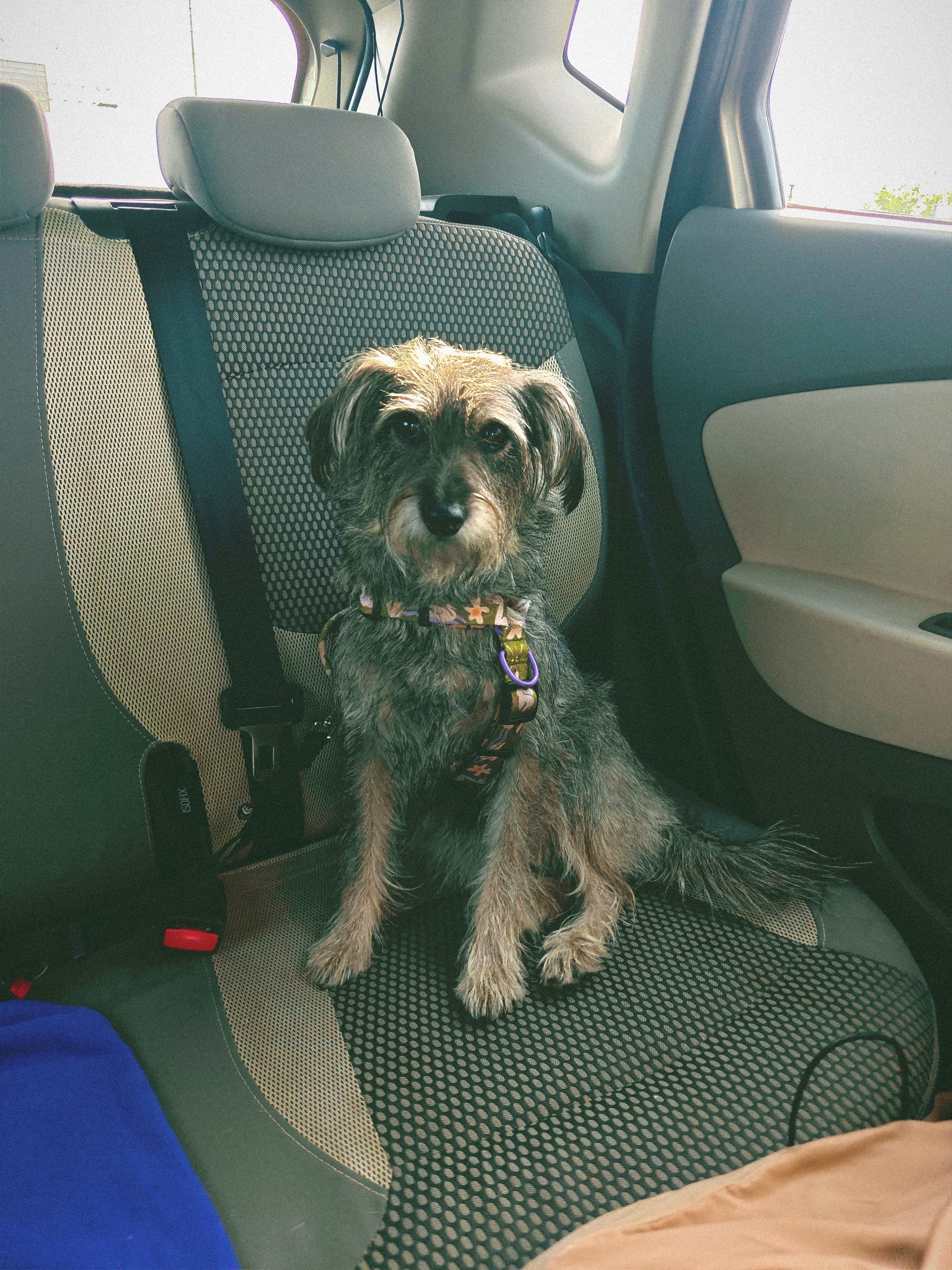 A small, scruffy dog with a harness sits upright on a patterned car seat, looking directly at the viewer