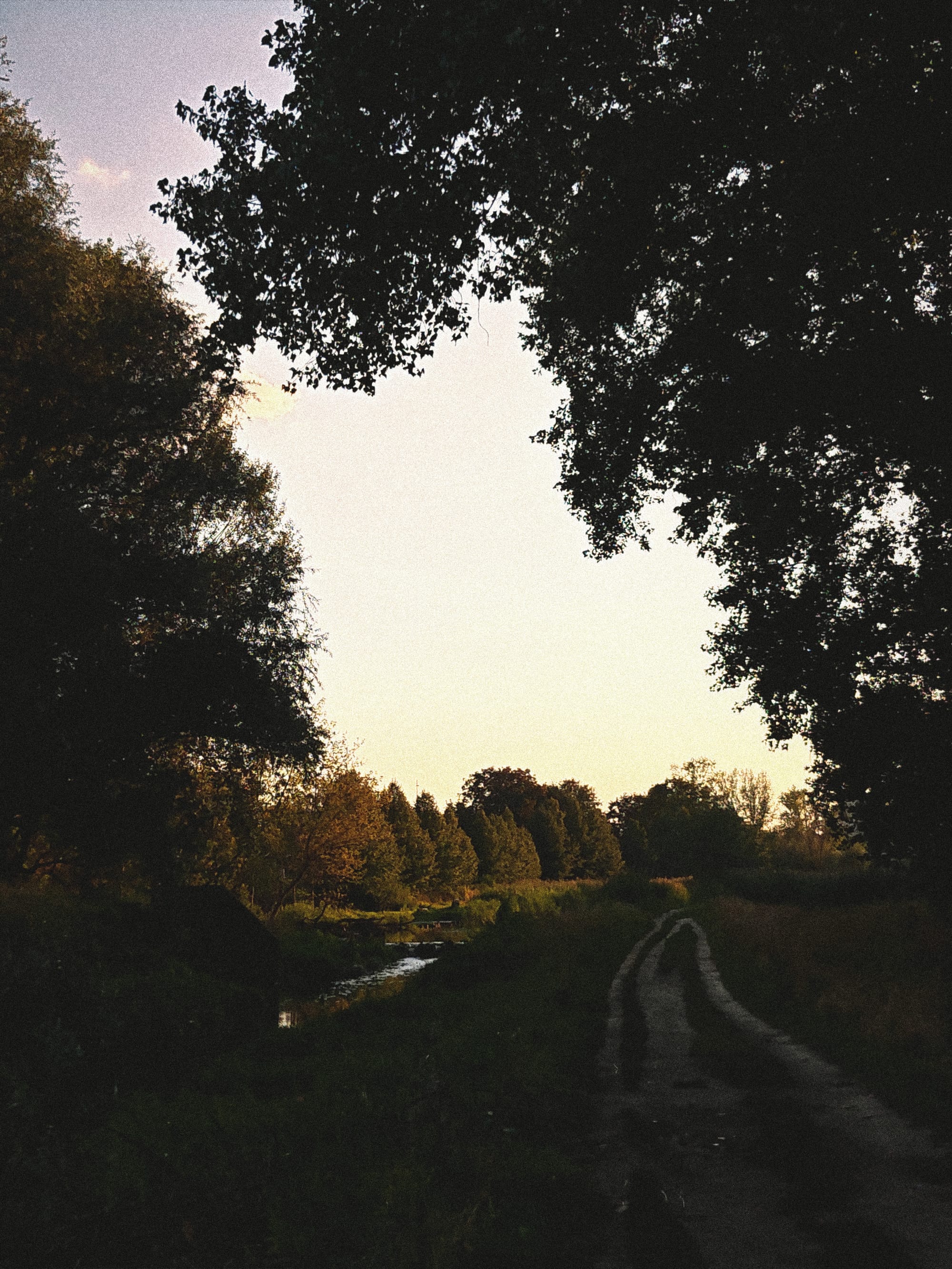 A dark, tree-lined path and stream lead into a sunlit forest under a pale sky