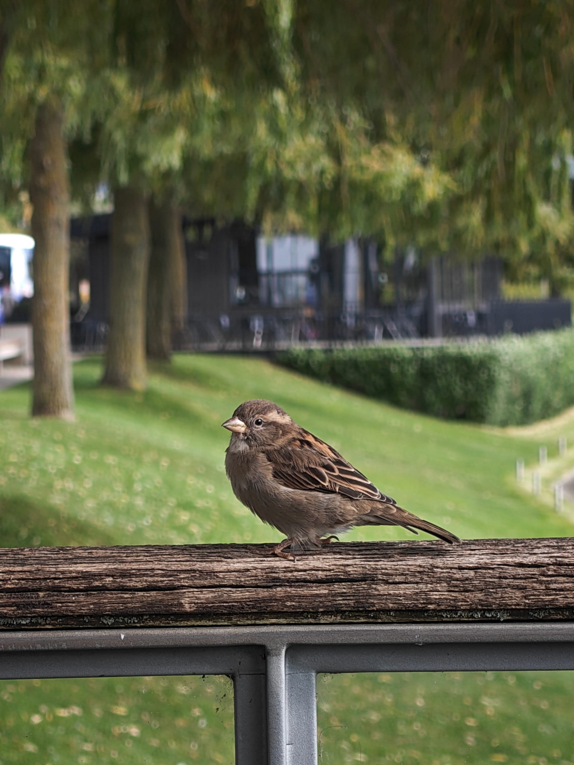 A brown sparrow perches on a wooden railing with green trees and a building in the blurred background