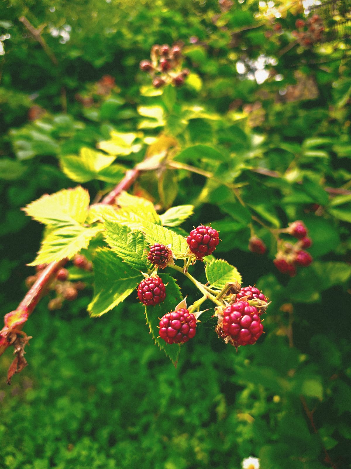 (Untitled)